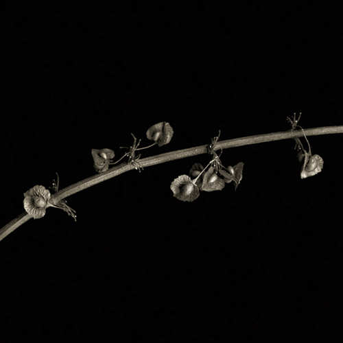 Untitled-22a