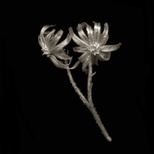 Untitled-42a