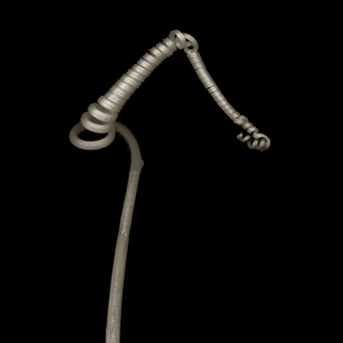 chineseSquash001a