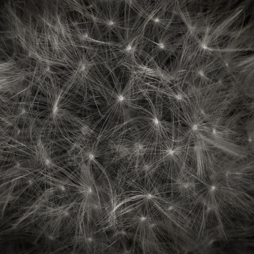 dandelion004a