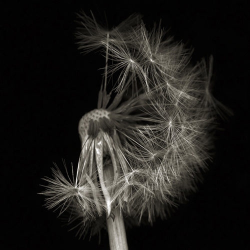 dandelion005b