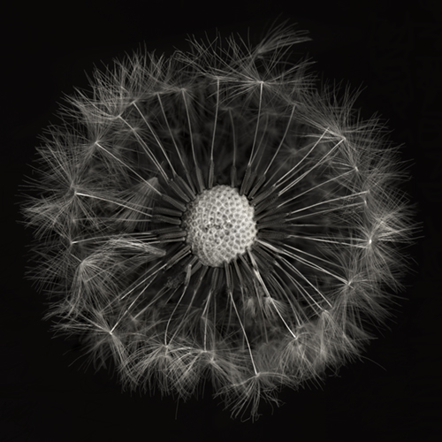 dandelion001a