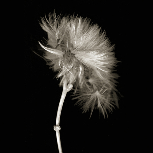 fleabane008