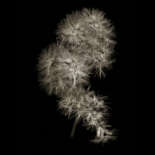 goldenrod008a