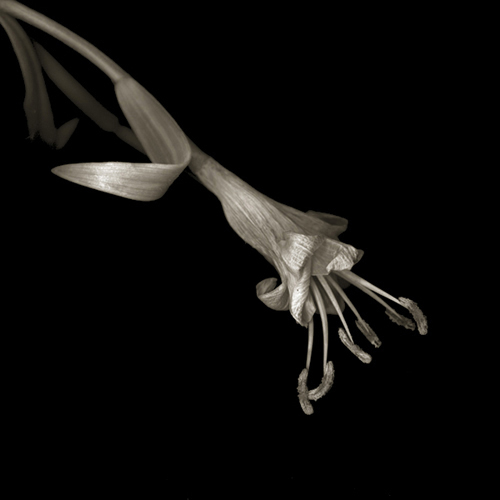 lily
