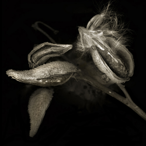 milkweed001a