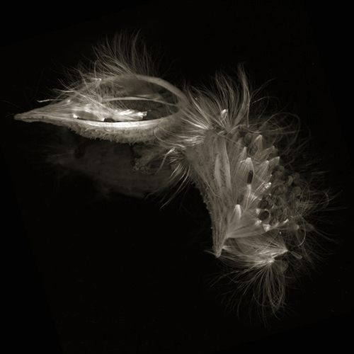 milkweed020