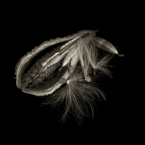 milkweed021
