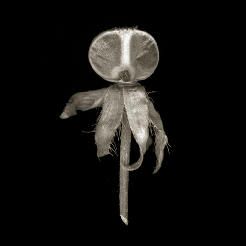 morningglory010
