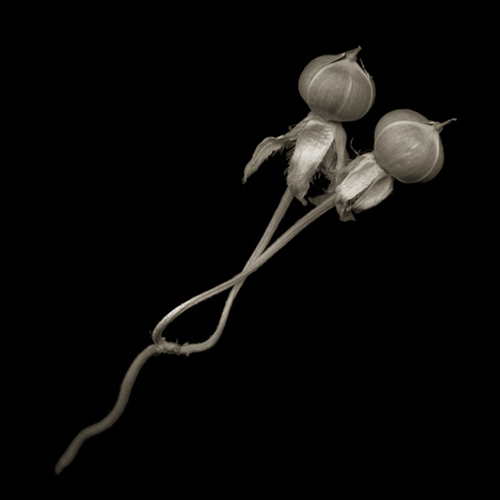 morningglory014