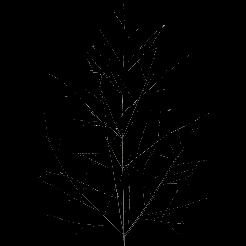 morningglory005a