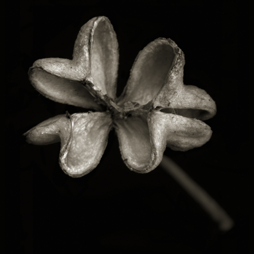 foxtail003a