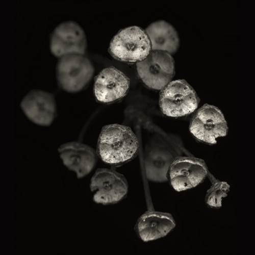 morningglory020a