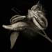 milkweed001a
