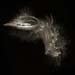 milkweed020