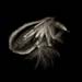 milkweed021