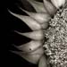 sunflower005a
